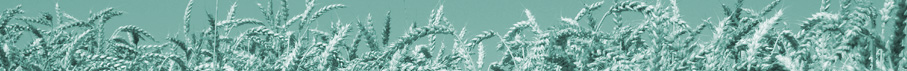 Althaea - Uta Willms - Heilpraktikerin - Naturheilpraxis in Bremen - Hypnose - Akupunktur - TCM - Schmerztherapie - Allergien - Neurodermitis - Schmerztherapie